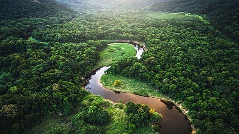 amazon forest