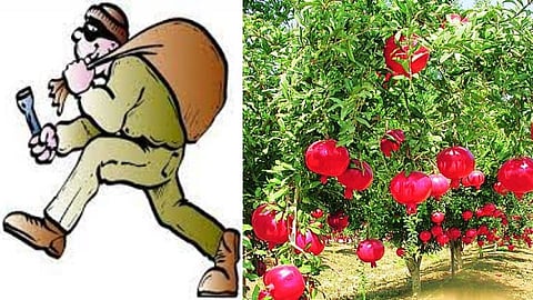 आता भुरट्यांचा मोर्चा पिकांकडे! शेतकऱ्यानेच पकडले डाळिंबचोराला रंगेहाथ