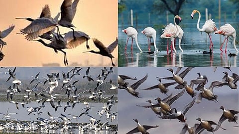 Okhla Bird Sanctuary