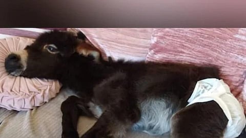 England Man Adopts Baby Donkey