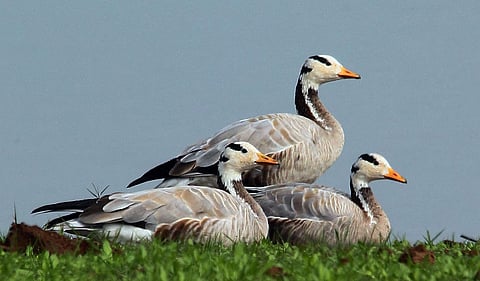 जिल्ह्यातील पाणथळ भागात सुमारे १४ प्रजातींचे पाणबदक शेकडो किंवा हजारोंच्या संख्येने उपस्थिती लावतात. काही पाणबदक परेदशातून आलेले असतात. तर काही बदक स्थानिक स्थलांतरीत बदक म्हणून ओळखले जातात.
