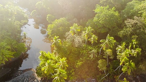 5 Biggest Forest in the World