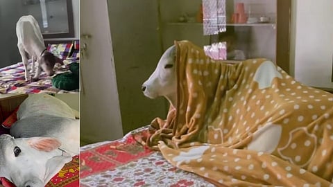 Bedrooms for 3 cows in House