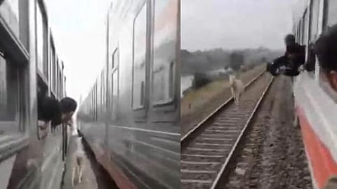 Horse Between Two Trains