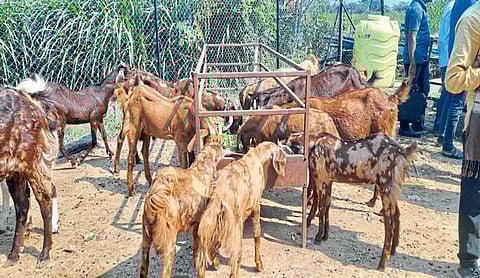 Nanded Under NABARD Goat