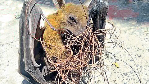 Nylon manja harmful for birds