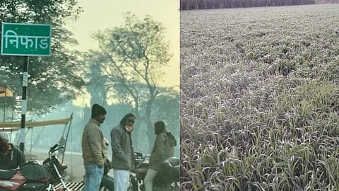 Cold snap raises grape color