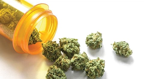 NO Complete Banned On Cannabis center