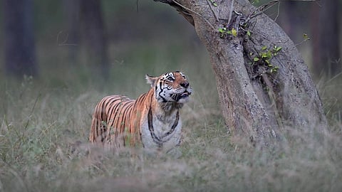 Collarwali Tigress