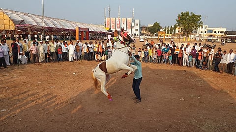 Horse Dancing Competition In Hingoli
