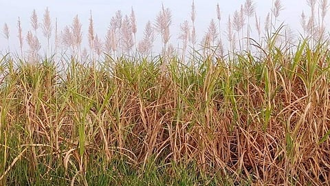 Sugarcane Crop In Aurangabad