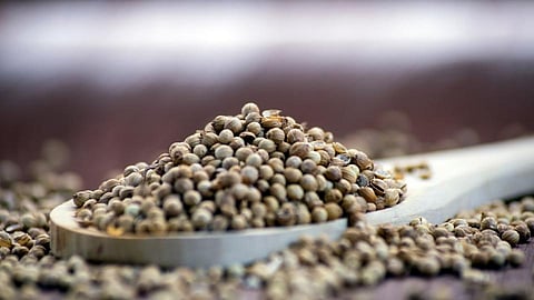 रोज सकाळी प्या धन्याचे पाणी, आरोग्यासाठी अनेक फायदे