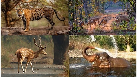 National Parks in Maharashtra