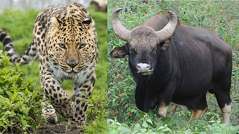 Leopard and Gaur