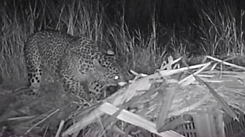 leopard