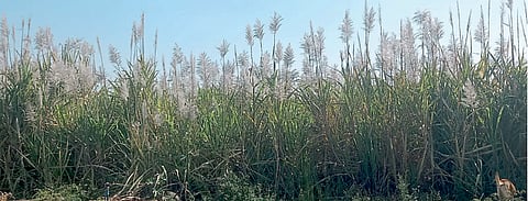 sugarcane
