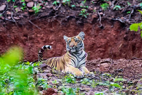 Wildlife Photography
फोटो-अमित मुरकुटे