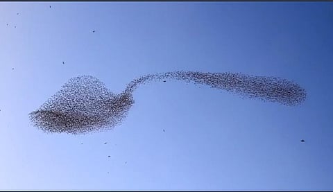 'माझ्याकडे होते फक्त पाच सेकंद': आता होतोय कौतुकाचा वर्षाव