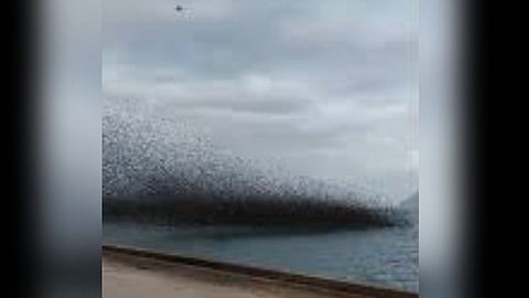 starlings near the city of Patras, Greece