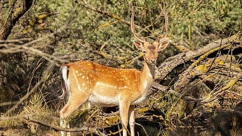 Omicron Symptoms found In Deer