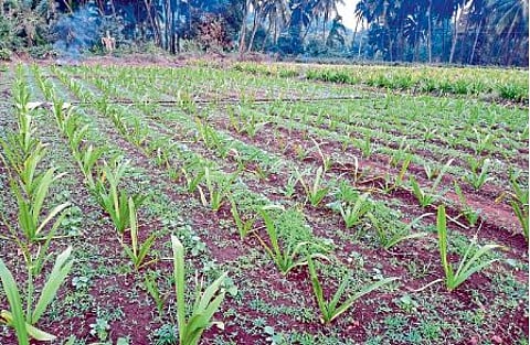Vegetable and flower farming pavas