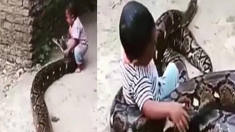A 2 year old boy playing with a 10 feet python