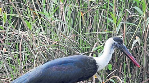 Karkocha Kandesar bird