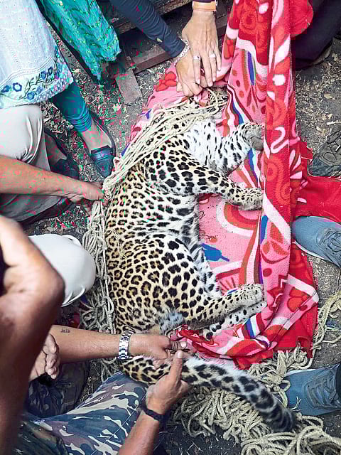 leopard caught