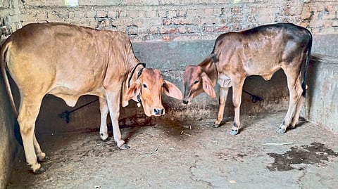 गीर अन् खिलारच्या संकरातून वाढीव दूध उत्पादन