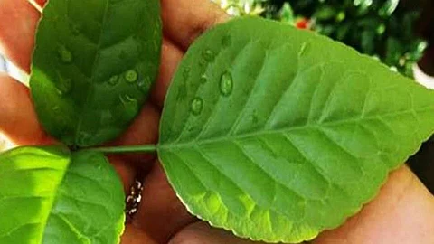 BelPatra Benefits