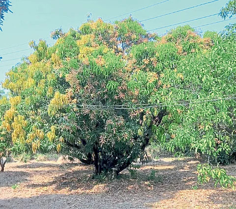 Organic farming kalam mango 