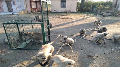 Aurangabad And Monkeys