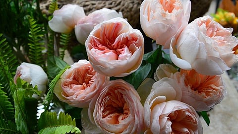 Rose Day: जगातलं सर्वात महाग गुलाब, किंमत ऐकून व्हाल थक्क!