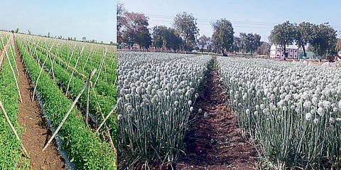 अकोला | विद्यार्थी करणार सेंद्रिय भाजीपाला विक्री!