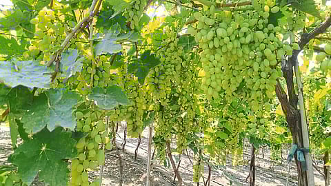Grapes