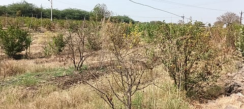 Pomegranate orchards Sangola destroyed due shot hole borer