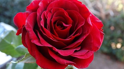 गुलाबांच्या दरात वाढ