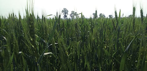 Nanded third in state crop register farmer e peek pahani