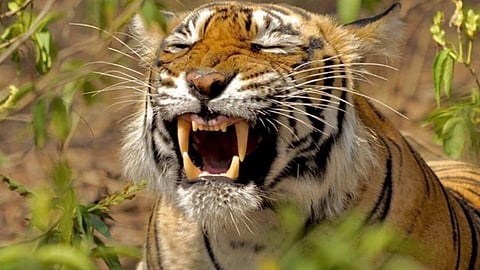 Tiger