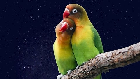 birds celebrating Valentine Day