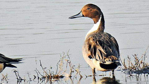 जागतिक पाणथळ प्रदेश दिन | वाघूर धरण परिसरात ६८ प्रजातींचे पक्षी