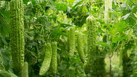 Bitter Gourd