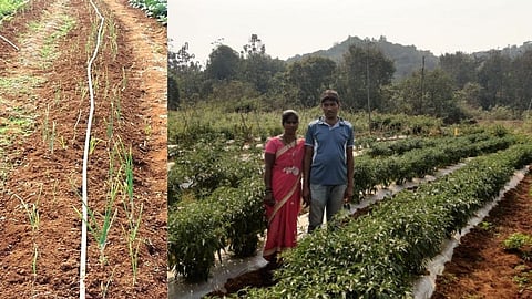नोकरीपेक्षा शेती भारी! कोकणच्या तांबड्या मातीत बटाट्याची लागवड
