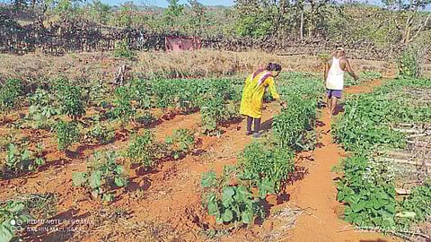 सेंद्रिय शेतीचा फुलविला मळा; कष्ट आले फळाला
