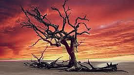 trees the banks of Rankala dried up Green Area Development scheme Phulewadi kolhapur