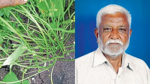 Pruning is useful for increasing production Bedakihal