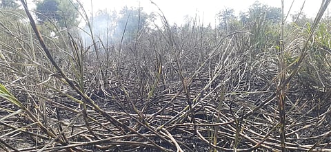 ऊस जळून खाक