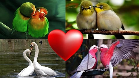 Valentine's Bird Love