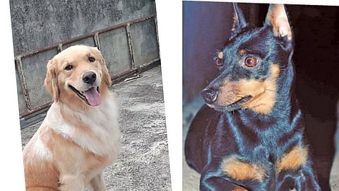 dogs demand German Shepherd Husky Rottweiler kolhapur