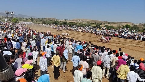 Bullock Cart Race in Pusegaon